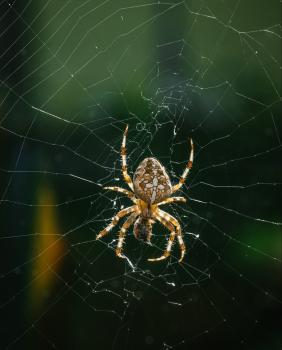 Solve Pest Pros Image